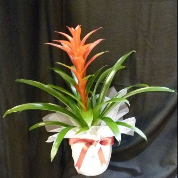 Guzmania